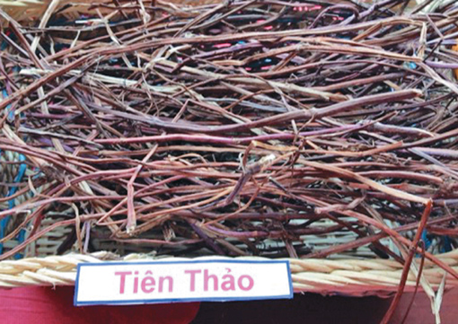 Bí ẩn của 9 loại thảo mộc ảnh 9